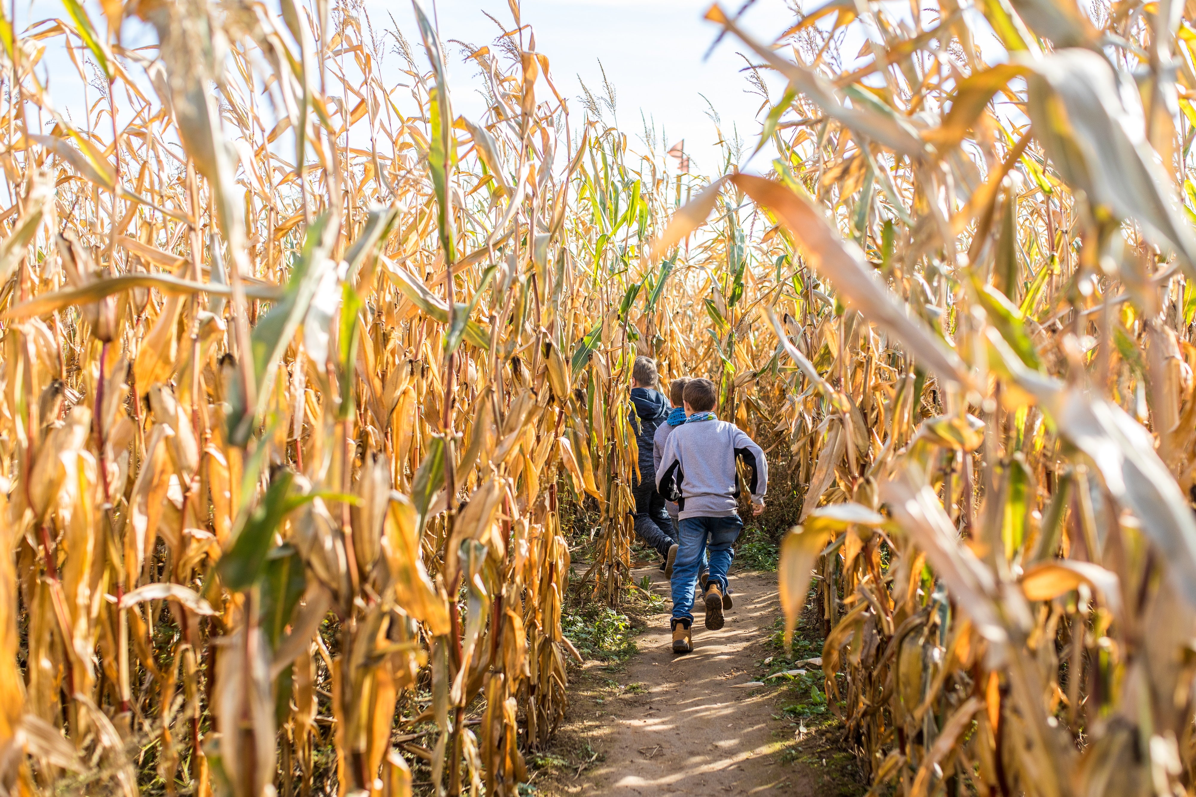  Kids Running in a Corn Maze